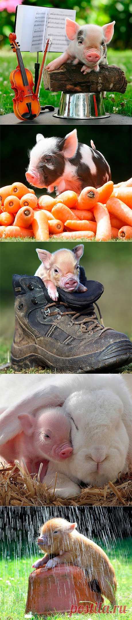 Миниатюрные свинки (25 фото)