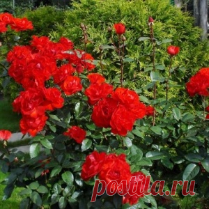 Реанимация роз после зимовки