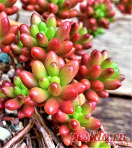 Dedinho-De-Moça - SUCULENTA Nome Científico: Sedum Rubrotinctum Essa espécie muito querida de suculentas adquire uma coloração vermelho intenso conforme ela é exposta ao sol, quanto mais sol mais vermelha ela fica, se reproduz por touceras preenchendo todo o vaso onde está plantada. Tamanho da muda com aproximadamente 5cm. Equivalente à SEGUNDA FOTO. Só no Brasil contamos com mais de 100 tipos de suculentas, plantas cuja característica mais marcante é o fato de armazenarem...
