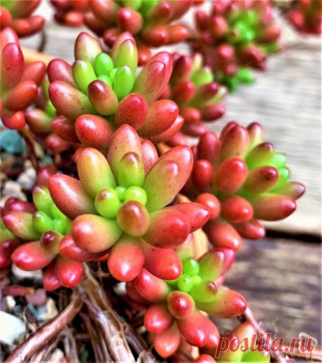 Dedinho-De-Moça - SUCULENTA Nome Científico: Sedum Rubrotinctum Essa espécie muito querida de suculentas adquire uma coloração vermelho intenso conforme ela é exposta ao sol, quanto mais sol mais vermelha ela fica, se reproduz por touceras preenchendo todo o vaso onde está plantada. Tamanho da muda com aproximadamente 5cm. Equivalente à SEGUNDA FOTO. Só no Brasil contamos com mais de 100 tipos de suculentas, plantas cuja característica mais marcante é o fato de armazenarem...