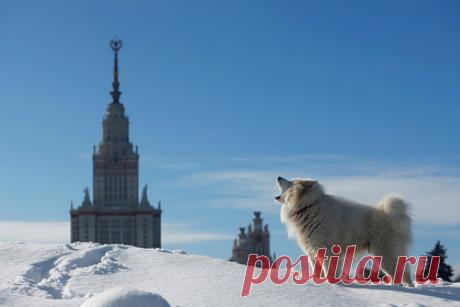 Москвичам назвали сроки наступления в столице «серьезной зимы». Руководитель Гидрометцентра России Роман Вильфанд назвал москвичам сроки наступления в столице «серьезной зимы». По его словам, температурный фон таков, что и ночью, и днем в ближайшее время в Москве столбики термометров опустятся ниже нуля. При этом он отметил, что вторник, 7 декабря, станет исключением.