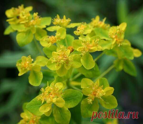 Володушка —растение на все случаи жизни. Заведите ее у себя в саду! | Сад Анны Гауэр | Яндекс Дзен