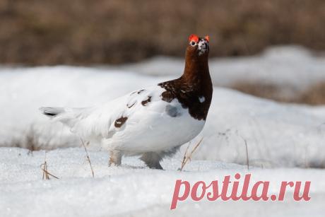 Нарядный краснобровый самец куропатки в объективе Сергея Городничева.