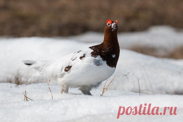 Нарядный краснобровый самец куропатки в объективе Сергея Городничева.