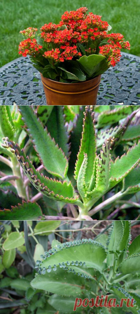 Каланхоэ: польза и вред для организма человека