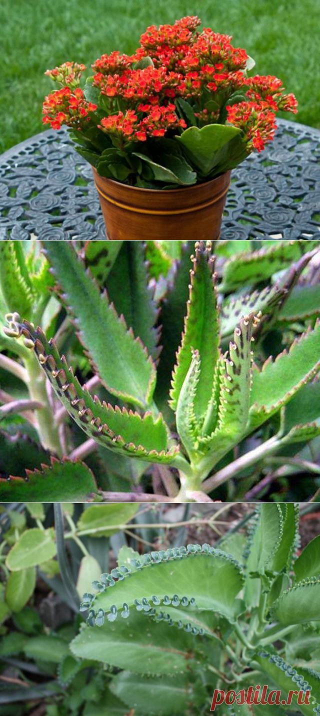 Каланхоэ: польза и вред для организма человека