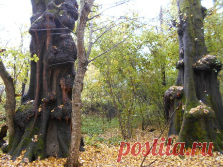 Необычные деревья. / Дача - здоровье, отдых, урожай! / 7dach.ru