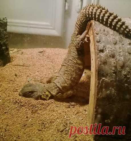 23 фото для тех, кому поднадоели кошечки и собачки