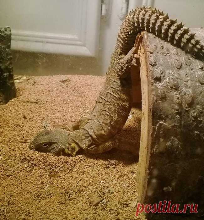 23 фото для тех, кому поднадоели кошечки и собачки