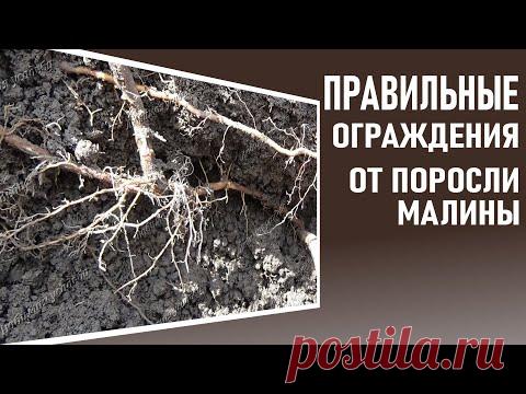 Поросль малины Что делать  чтобы она не ползла по огороду. ПРАВИЛЬНЫЕ заграждения - YouTube