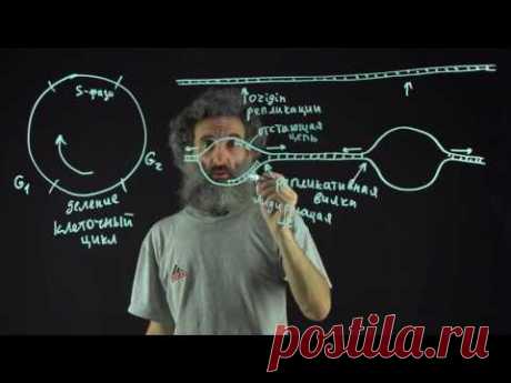 Цитология. Лекция 55. Репликация ДНК - YouTube