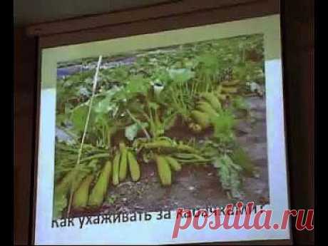 Выращивание ОГУРЦОВ, ТЫКВЫ, ДЫНИ и АРБУЗОВ - YouTube