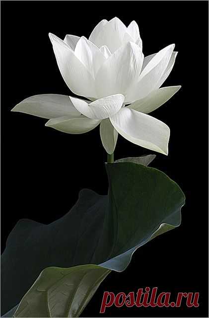 White Lotus Flower and the leaf: DD0A5690-1000 от пользователя Bahman Farzad на Flickr / White Lotus Flower | flowers