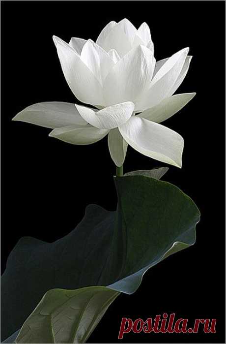 White Lotus Flower and the leaf: DD0A5690-1000 от пользователя Bahman Farzad на Flickr / White Lotus Flower | flowers