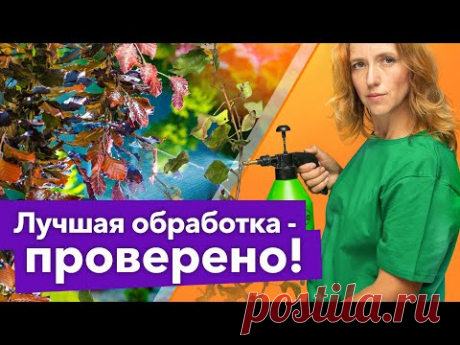 ВОТ КАК ОБРАБОТАТЬ ДЕРЕВЬЯ ПЕРЕД ЗИМОЙ! Результаты эксперимента показали лучший вариант обработки