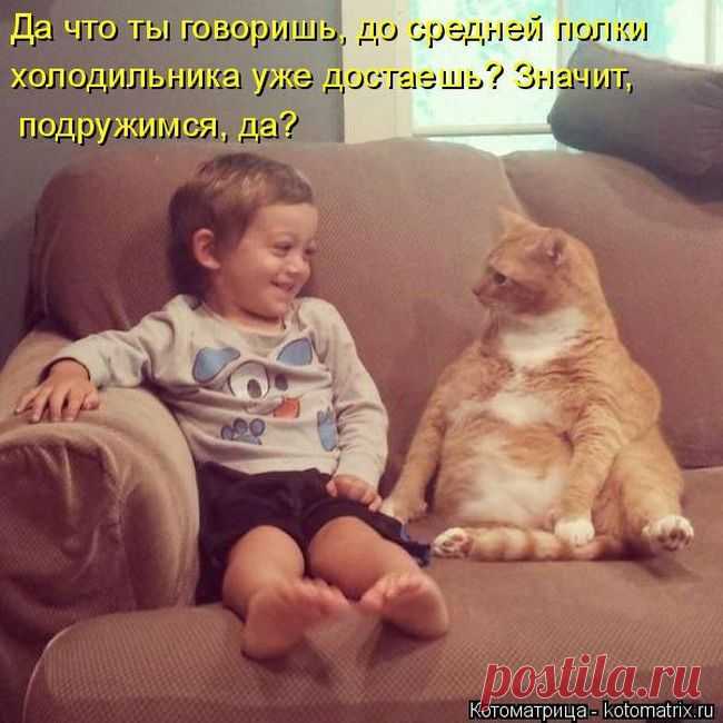 Лучшие котоматрицы недели / Питомцы