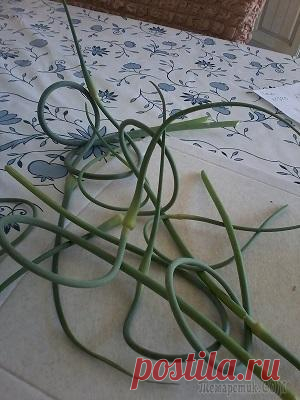 Закуска из чесночных стрелок