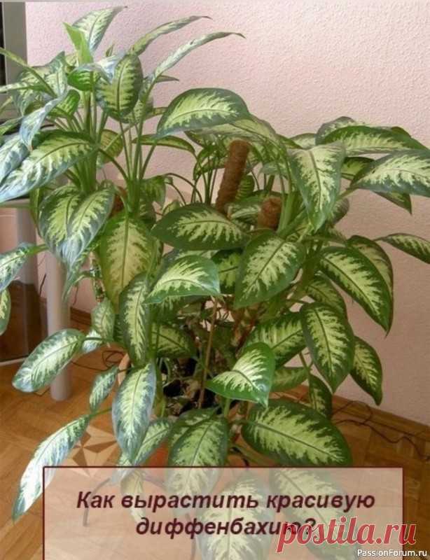 Как вырастить красивую диффенбахию Диффенбахия (Dieffenbachia) – декоративное вечнозеленое растение семейства ароидных (Araceae) родом из влажных тропиков Центральной и Южной Америки. Крупные поочередно расположенные на стебле листья пестро окрашены, с различными вариантами рисунка. В основном это сочетание зеленого цвета...