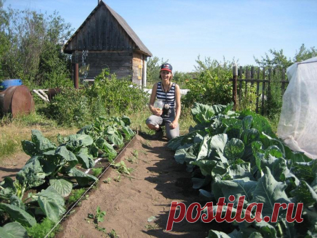 Опыт огородников. Подкормка растений дрожжами. » Женский Мир