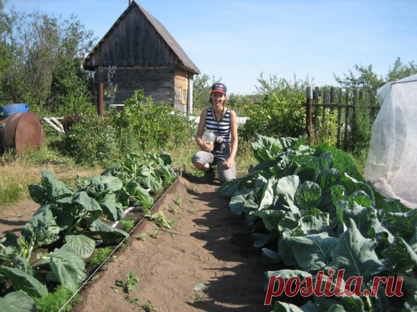 Опыт огородников. Подкормка растений дрожжами. » Женский Мир