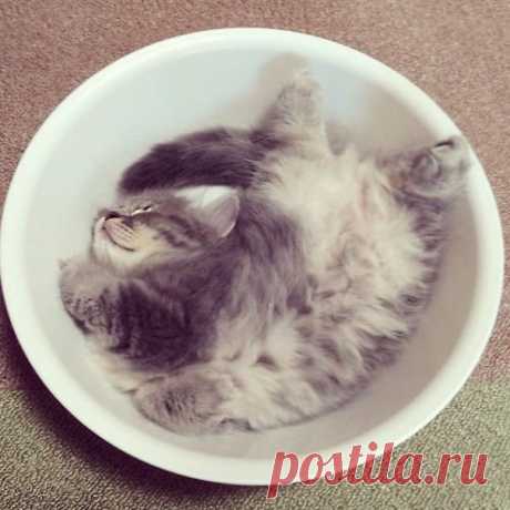 Максимально милые котята