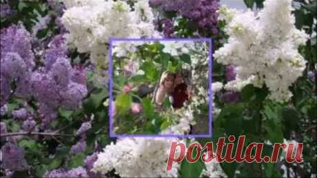 сиреневый вечер -гр.Шанхай