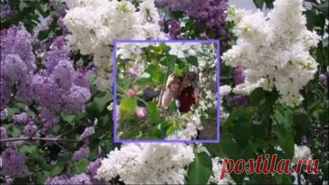 сиреневый вечер -гр.Шанхай