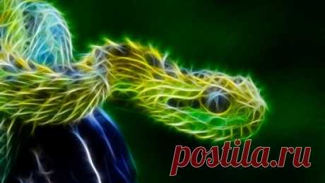Reptiles wallpaper - 1192448 в Яндекс.Коллекциях
