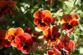 Результат поиска Google для http://otvetin.ru/uploads/posts/2010-03/1269599489_glazki.jpg