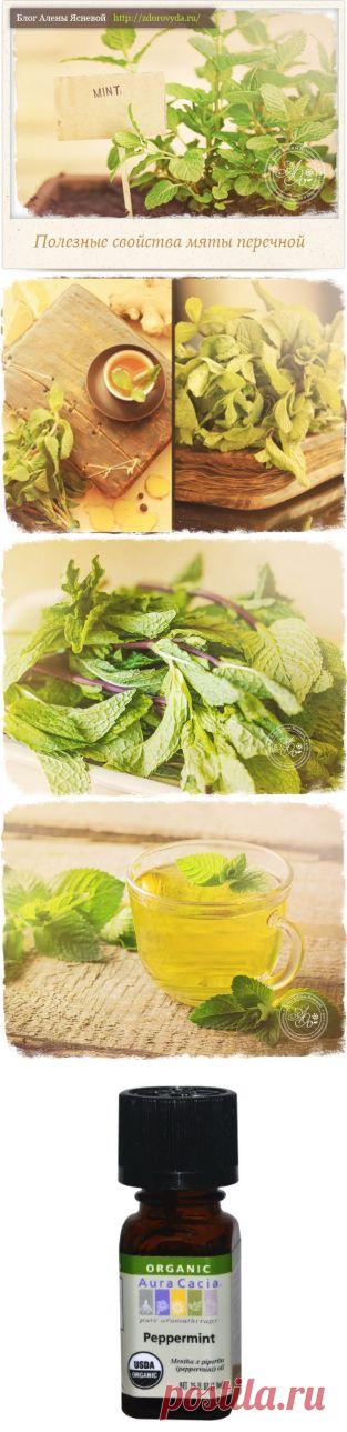 Лечебные свойства перечной мяты и ее применение