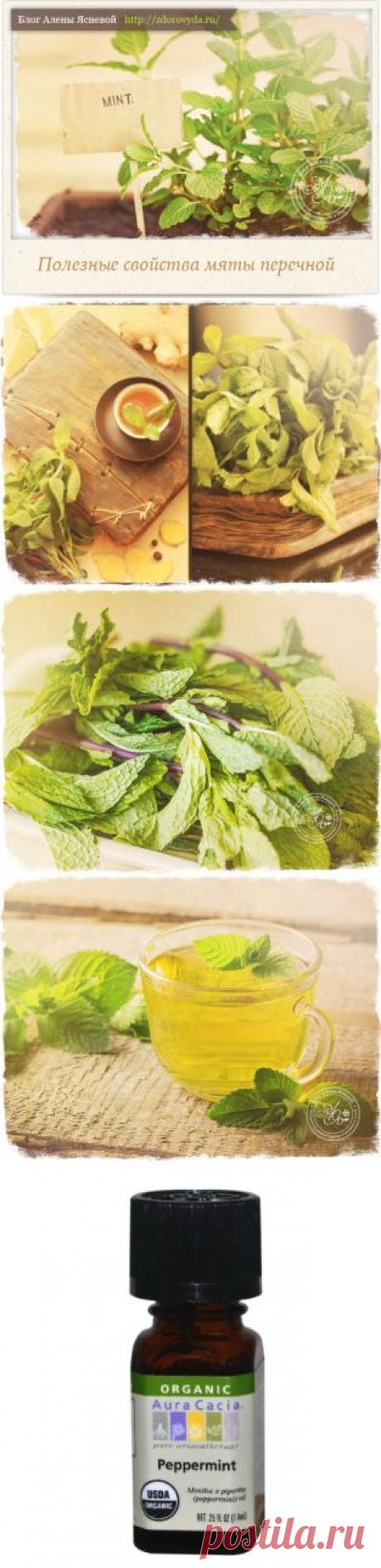 Лечебные свойства перечной мяты и ее применение