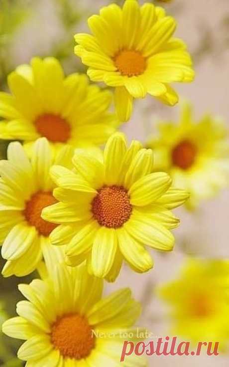 (9) Facebook