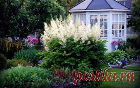Астильба для вашего сада: посадка, уход и размножение - Дача Своими Руками Астильба - невероятное, популярное растение для тенистых влажных садов. Она способна осветить собою