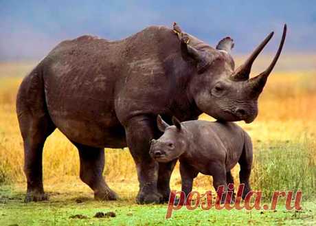 флора и фауна танзании – Google Поиск