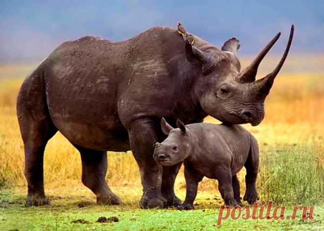 флора и фауна танзании – Google Поиск