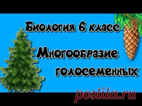 Многообразие голосеменных Биология 6 класс