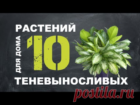 ТОП 10 ТЕНЕЛЮБИВЫХ РАСТЕНИЙ ДЛЯ ДОМА 🌿