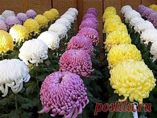 (48) Одноклассники