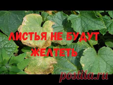 ЖЕЛТЕЮТ ЛИСТЬЯ НА ОГУРЦАХ, ЛУЧШЕЕ СРЕДСТВО ОТ ПОЖЕЛТЕНИЯ ВСЕГДА ПОД РУКОЙ