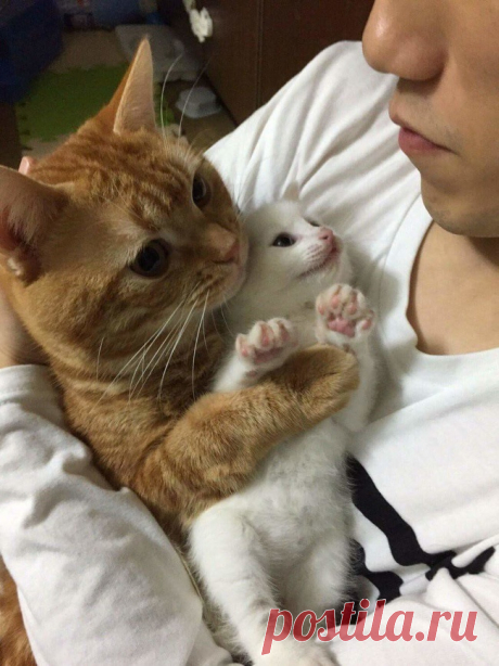 27 фотографий кошек и собак, которые заставят вас забыть обо всех проблемах