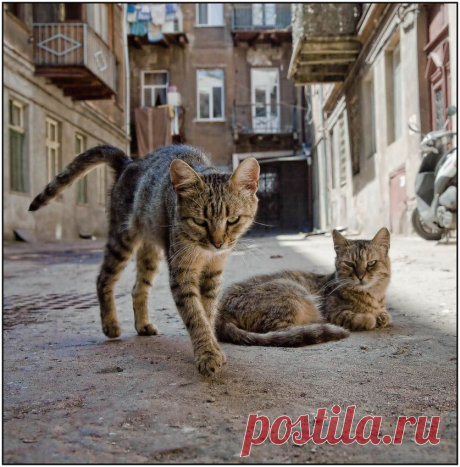 Фото Соперник - фотограф Сергей Милицкий - природа, архитектура, пейзаж - ФотоФорум.ру