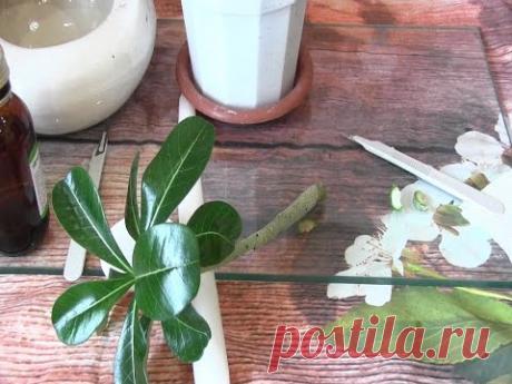 КОМНАТНЫЙ АДЕНИУМ: обрезка, размножение, пересадка и другие секреты. - YouTube