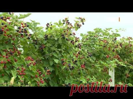 Ежевика, фундук, грецкий орех. 3 в одном. 6 соток 16.07.2018