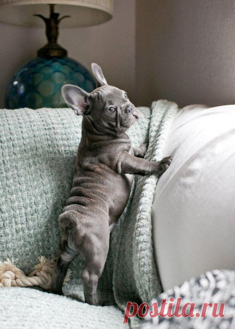 10 Interesting Facts about French Bulldogs - Annie Many