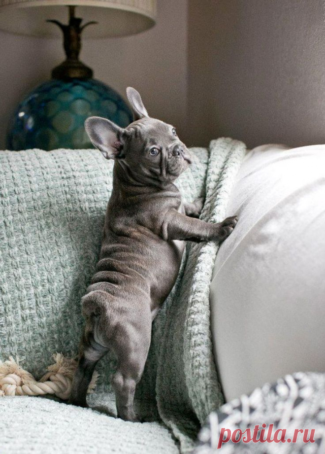 10 Interesting Facts about French Bulldogs - Annie Many