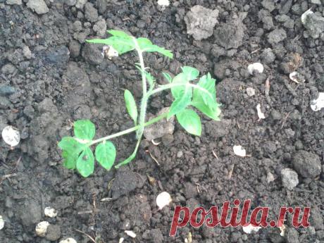 Как помочь помидорам, если возникли заморозки или резкое похолодание, а возможности укрыть их не было | Летний досуг | Яндекс Дзен