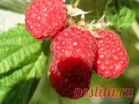 Малина: как продлить удовольствие