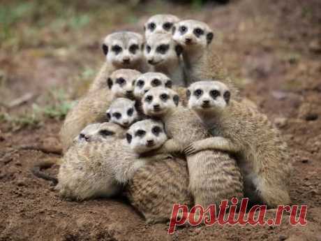Suricata..