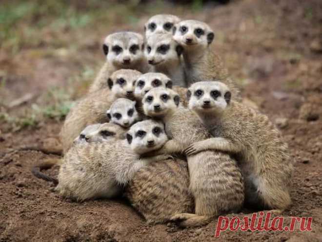 Suricata..