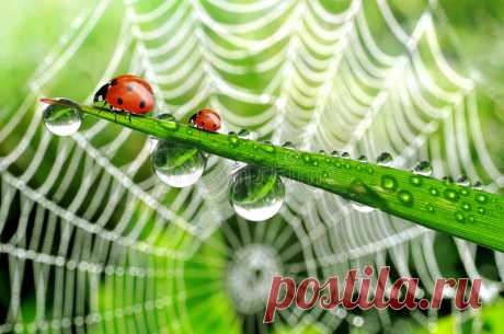 Dew And Ladybird Royalty Free Stock Photography - Image: 26753157
